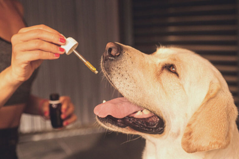 olej dla psa - suplement psiej diety